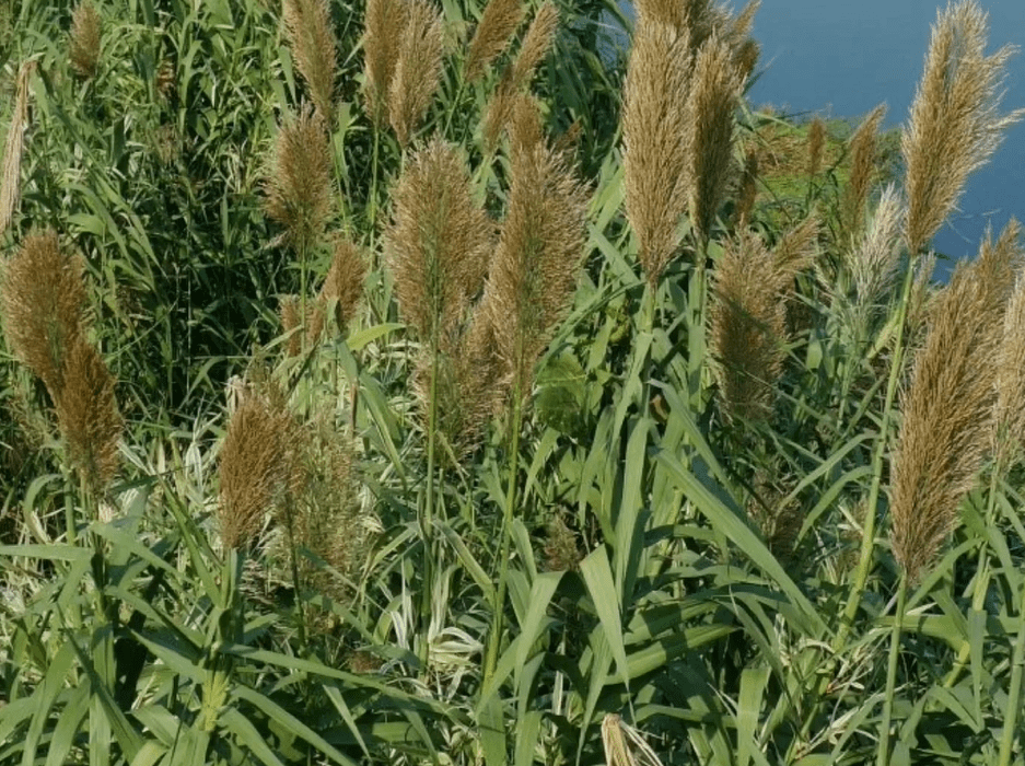 绿洲一号耐寒高产牧草,一次种植可每年收割,收获期可达20年