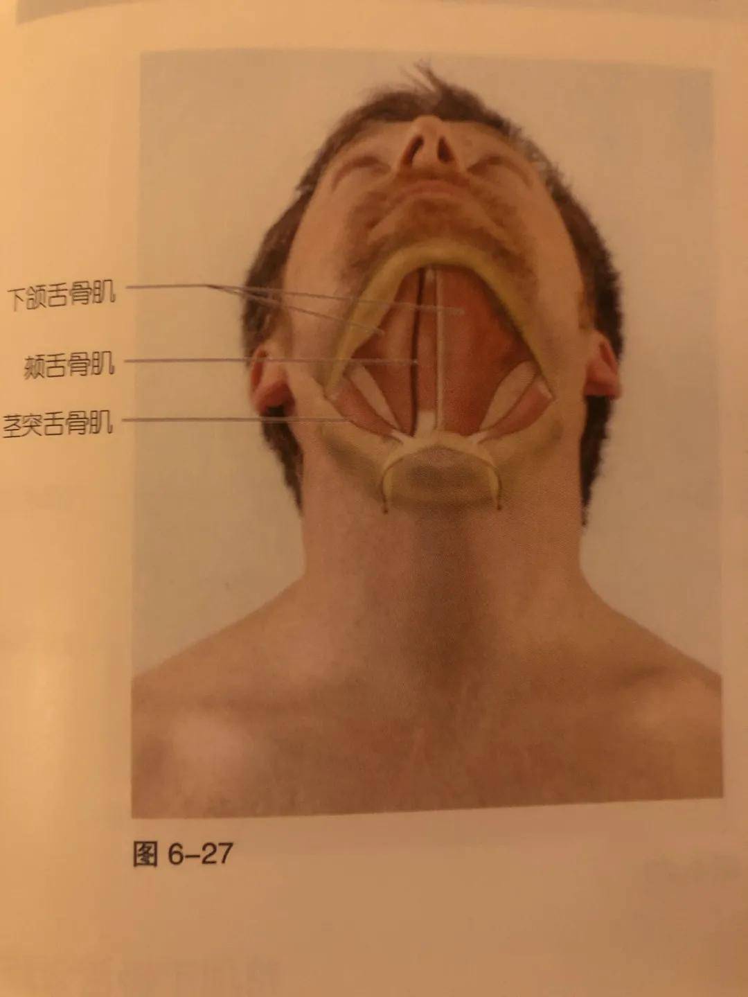 舌骨舌肌位置图片图片