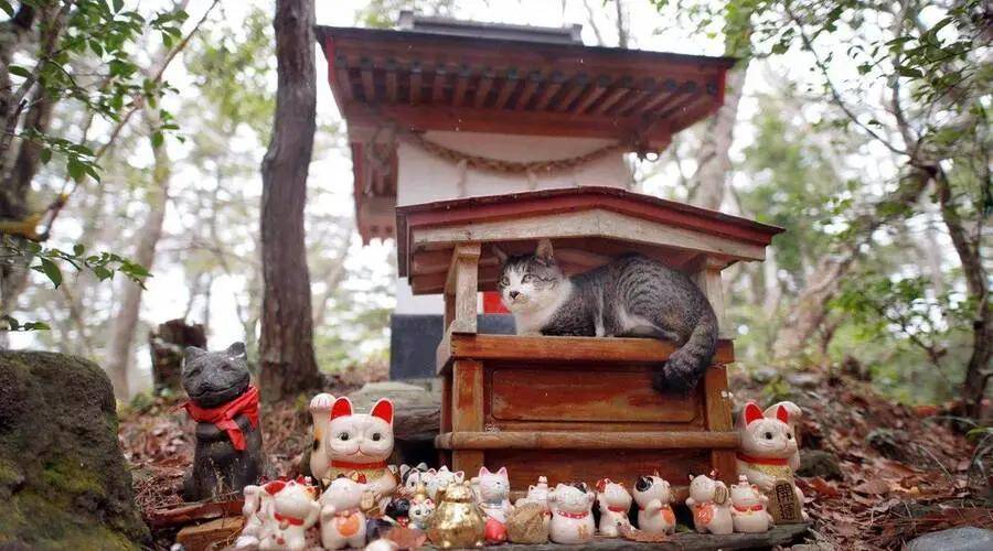 猫奴天堂--日本猫岛