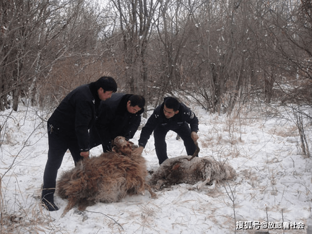 狼群咬死26只羊!养殖户掩面痛哭!民警:不可捕杀,可申请赔偿!