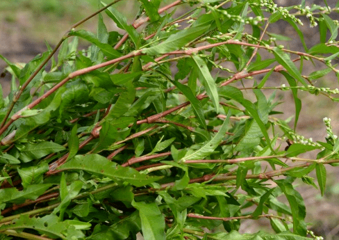 原创此草曾不被重视农民见到就拔掉现在告诉你它的价值希望珍惜