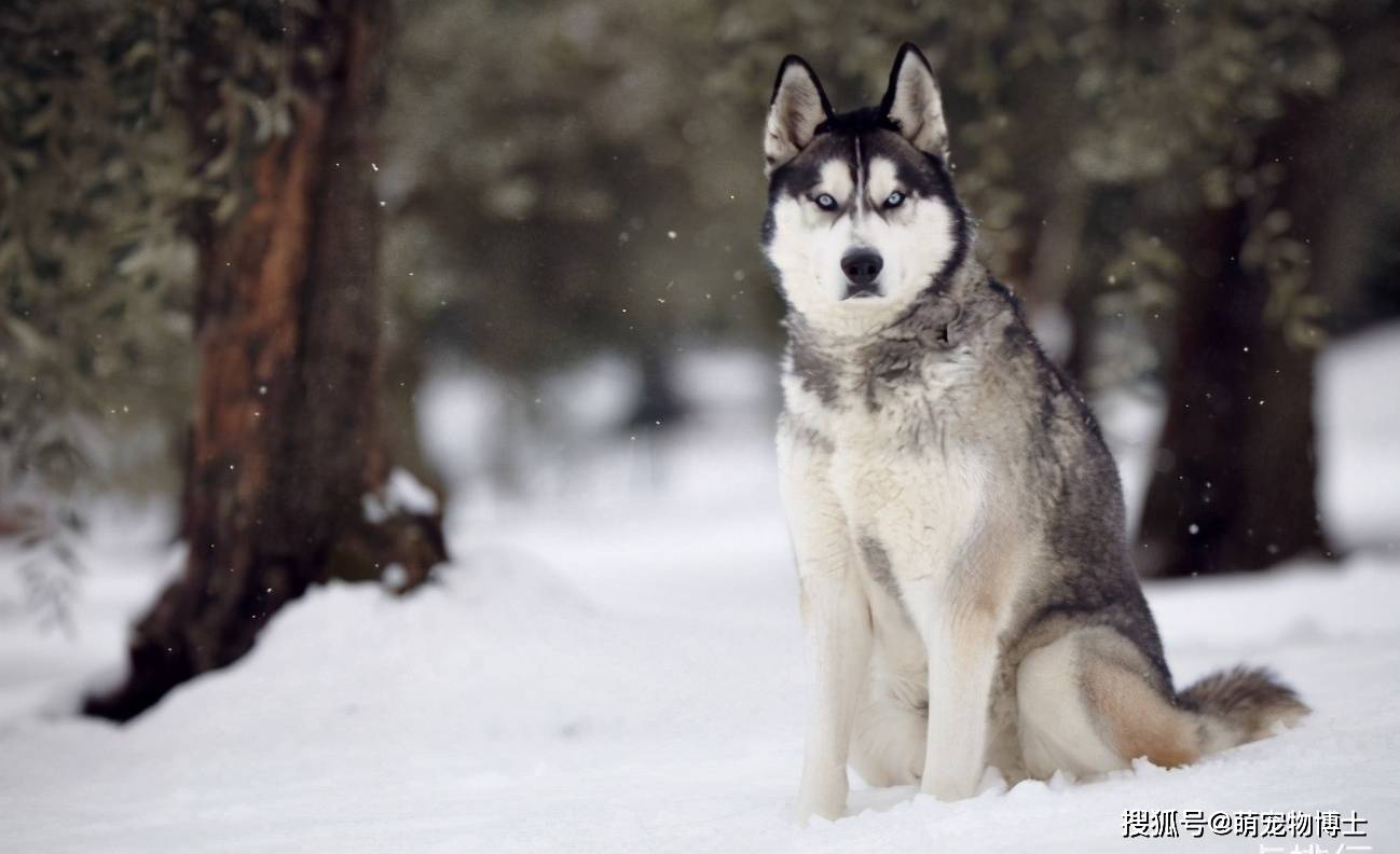 战斗力爆表的7大狼狗日本狼青犬给国人造成了巨大伤害