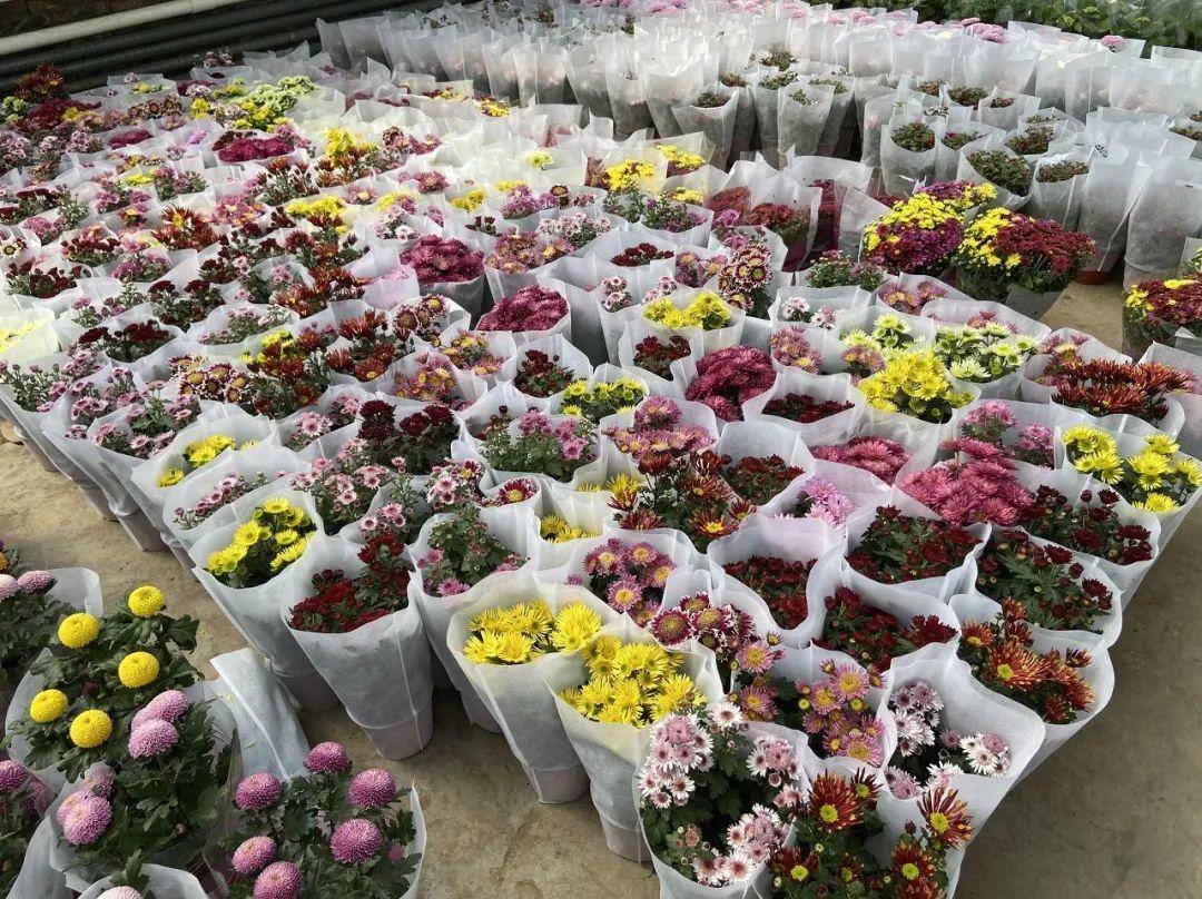 中国6大花市全国最大的花卉批发市场介绍