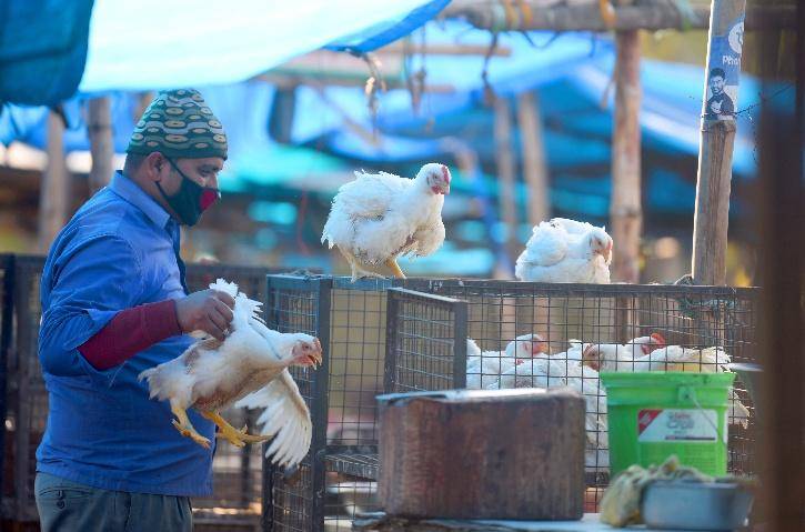 原创印度禽流感卷土重来莫迪喂孔雀一幕遭政敌炮轰能拿这种人咋办
