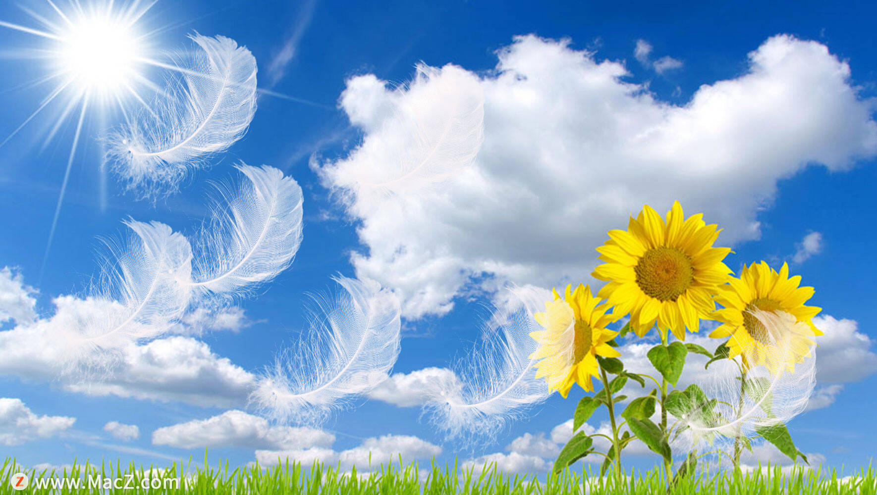 高清逼真飘逸的羽毛ps笔刷