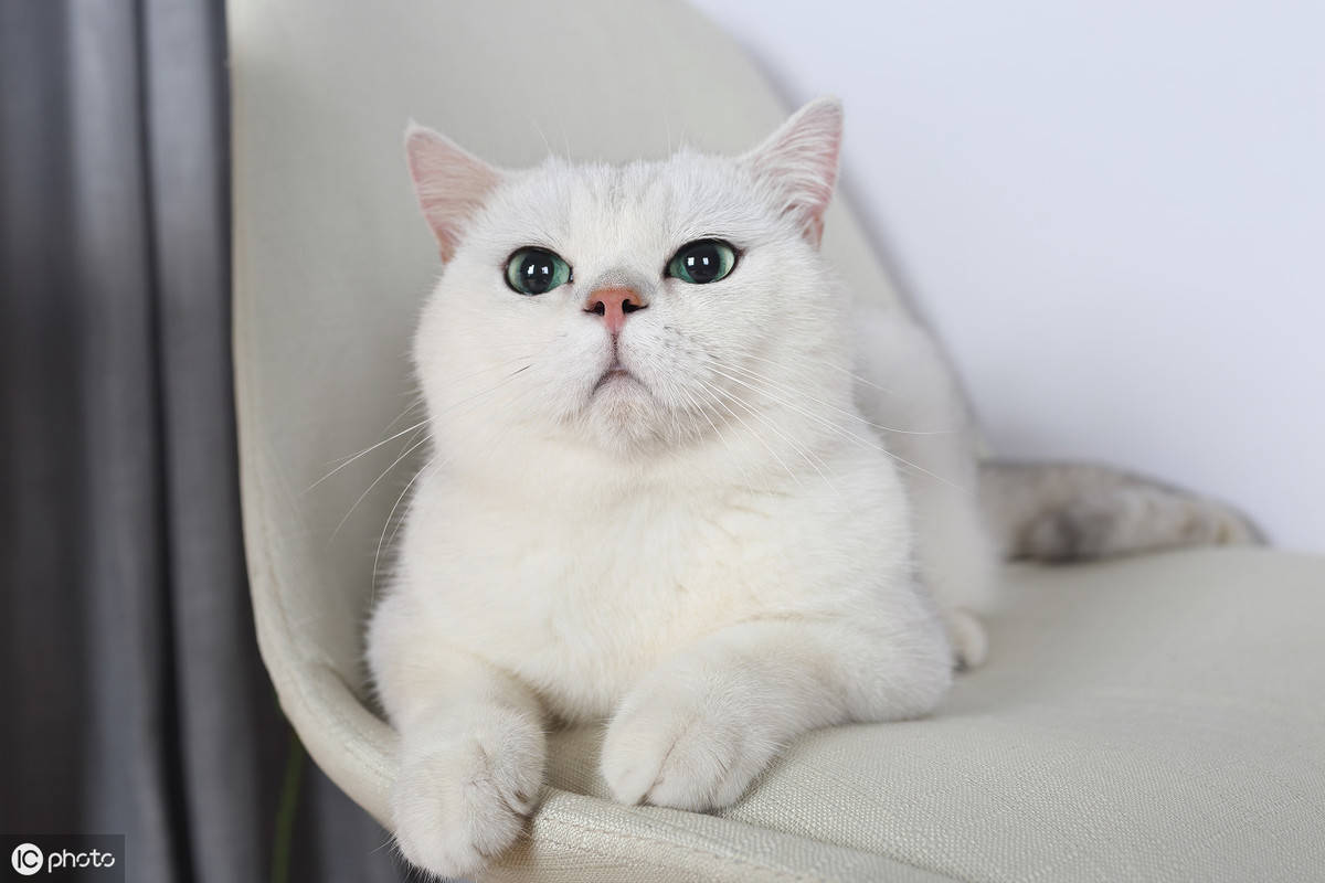 喵星人上完厕所就生气,好比千年便秘拉不出,这是哪来的坏习惯?_猫咪