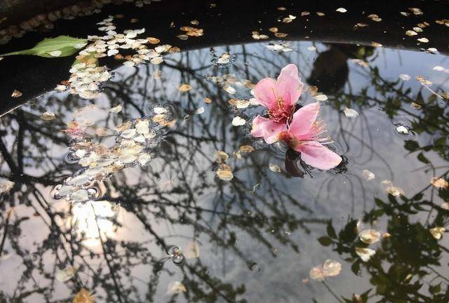 落花時節又逢君道不盡的苦澀和無奈