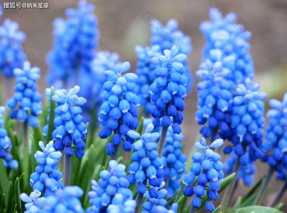 双子座专属守护花,能为双子座带来好运的花朵有哪些?_风信子