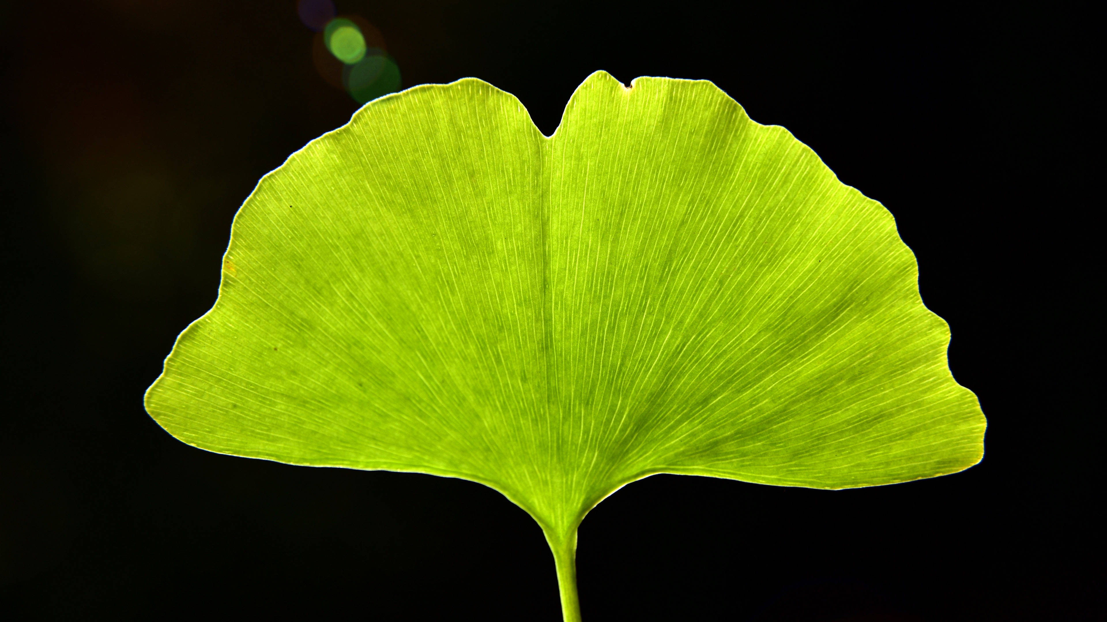 从1月13日开始,运势如虹,你们本来就是聪明的人,再加上有好运的助力