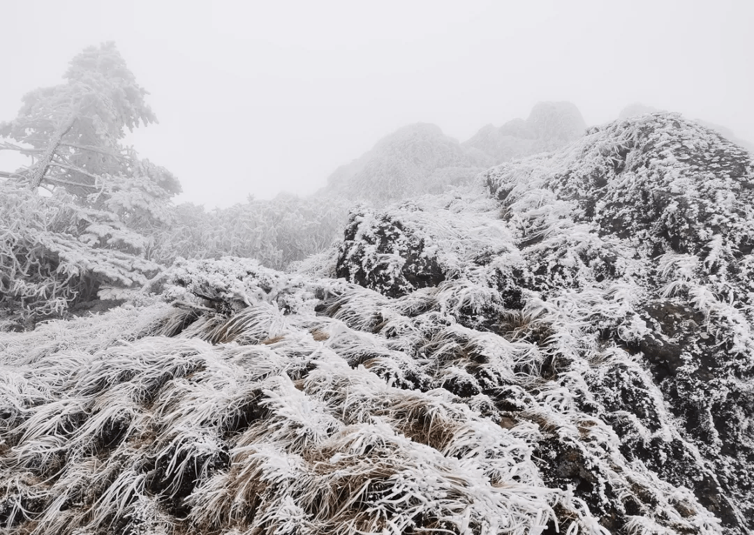 2021年第一场雪来了,云南各地雪景实拍图实在太美了!