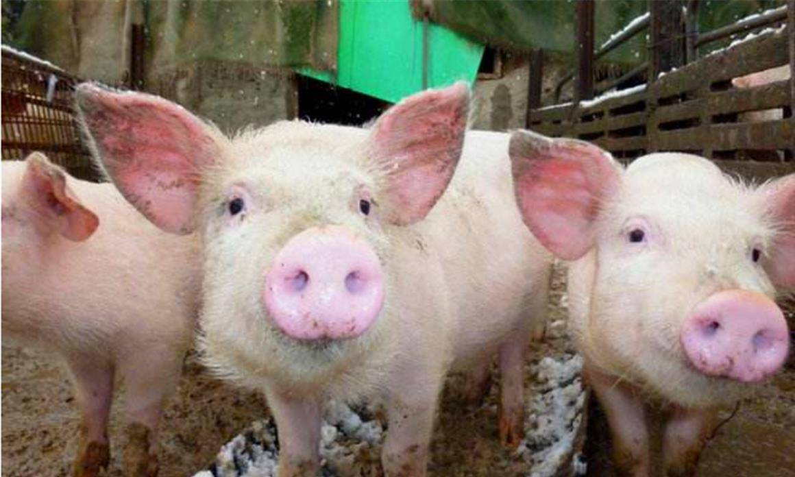 原创俗语正月的猪五月的牛老祖宗的经验受用终身