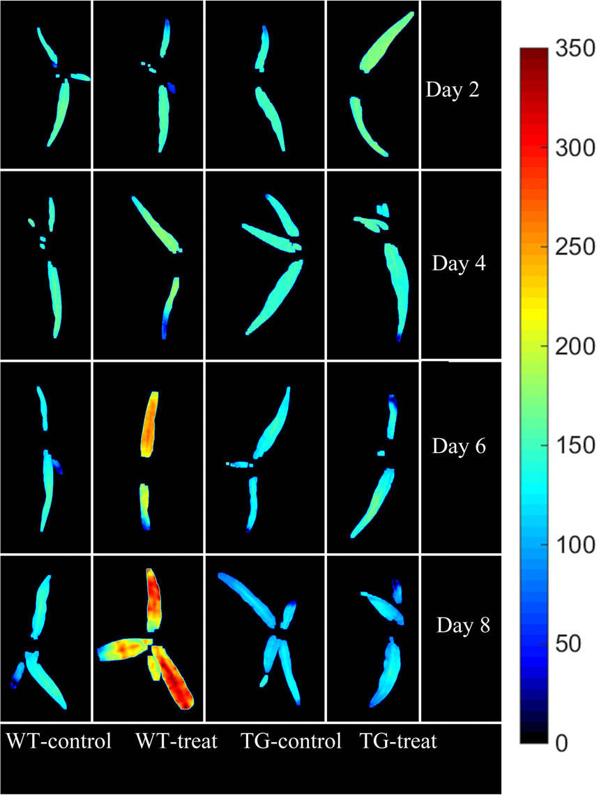基于叶绿素荧光和高光谱成像对耐草甘膦转基因玉米中莽草酸浓度的无损