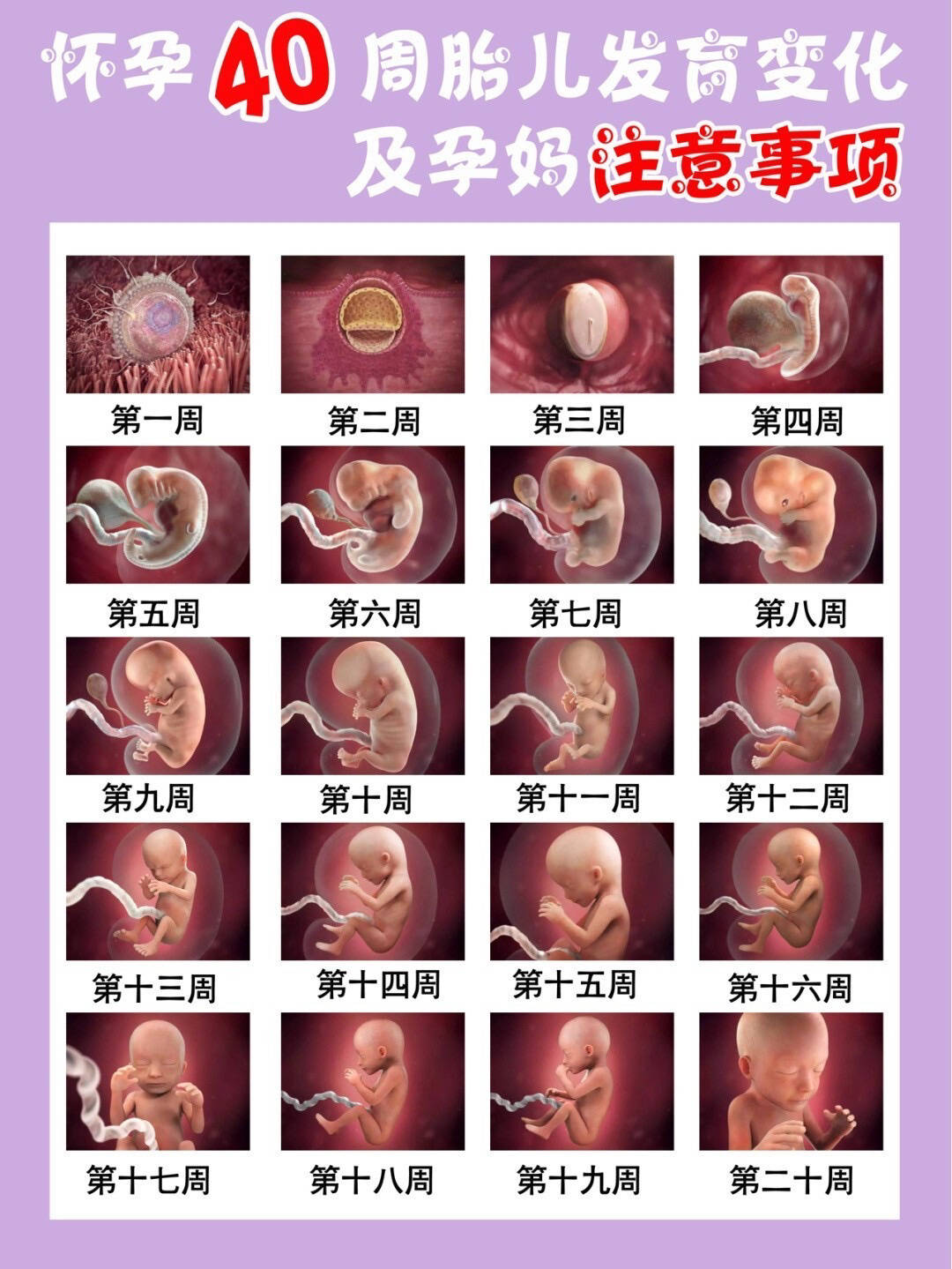 孕期腹中胎儿变化全过程及注意事项!
