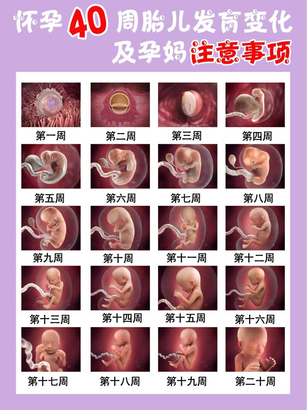 不过这个期间要注意控制体重,避免胎儿后期发育过大,难以生产