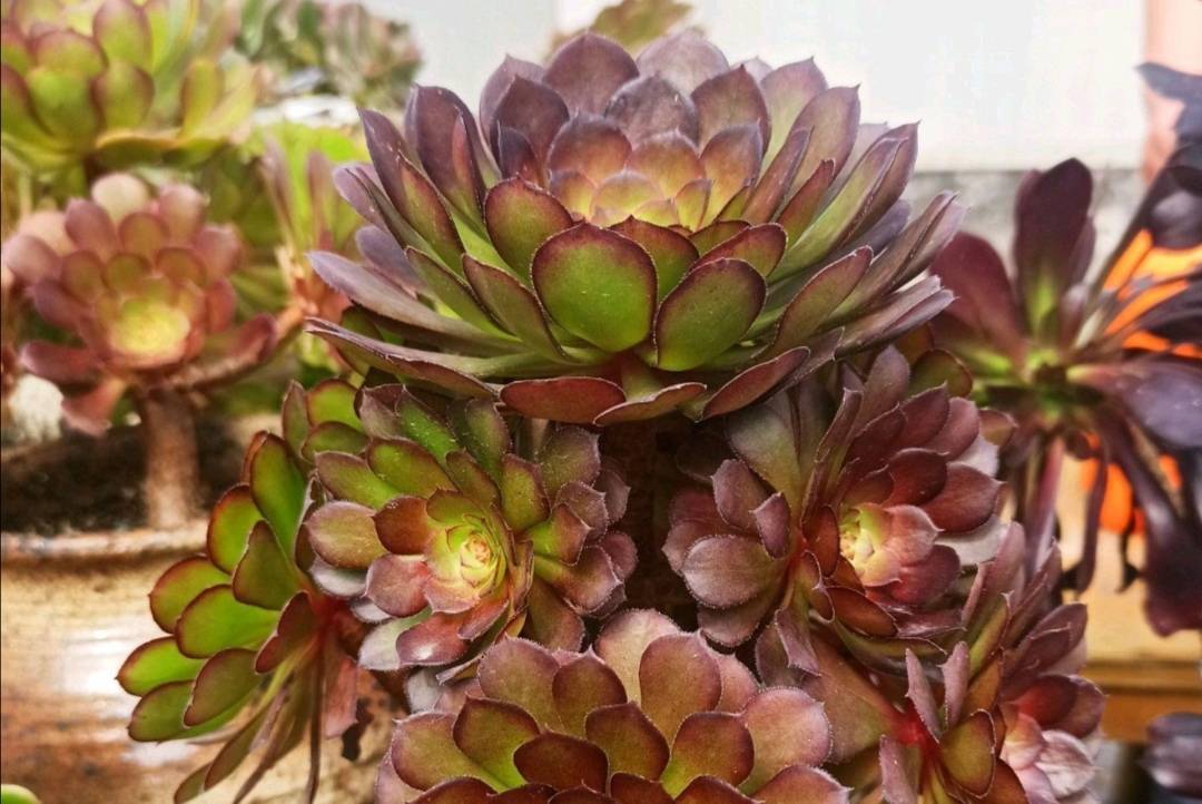 养多肉黑法师,单头变成多头,只需简单一刀,就能长出多个花头