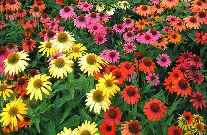 可爱的松果菊,一开花变成花海,耐旱耐旱,最适合院子里种_种植