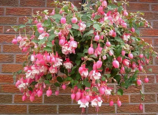 想要一盆美轮美奂,造型俊俏的倒挂金钟吗?学会打顶,小事一桩