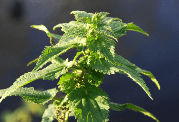 在我國內蒙古地區分佈,被人們成為奇蹟果實,成分中含有大量不飽和脂肪