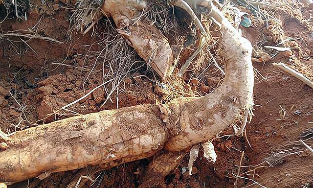 路边不起眼的植物,被誉为"亚洲人参",见到别犹豫,一斤50元_葛根