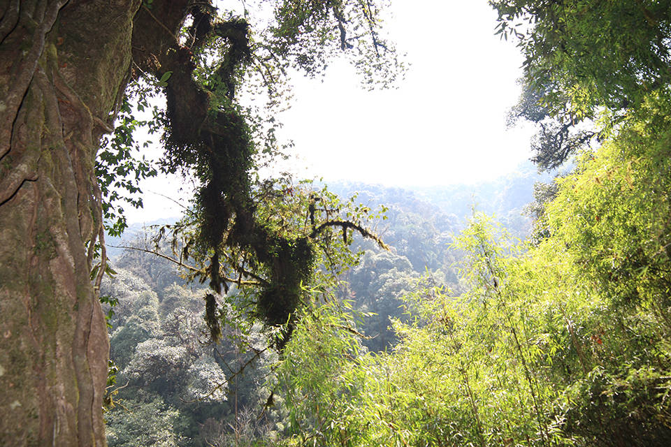 龙陵小黑山保护区成为新晋网红