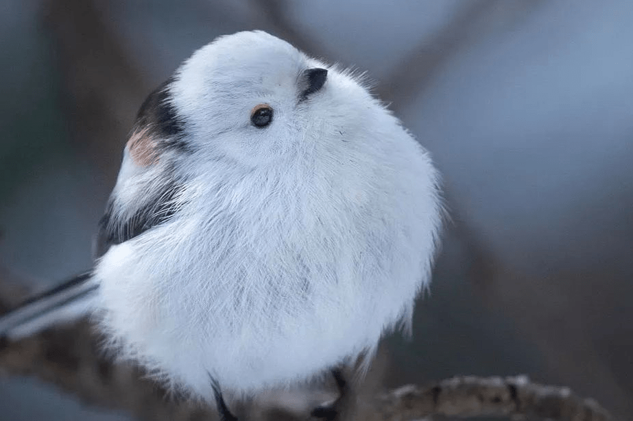 北长尾山雀自带耳机的网红小肥啾冬季里的治愈系精灵