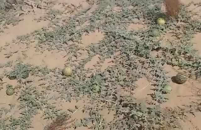 在沙漠里见到西瓜，为什么不能摘？原来是这样！你们知道吗？