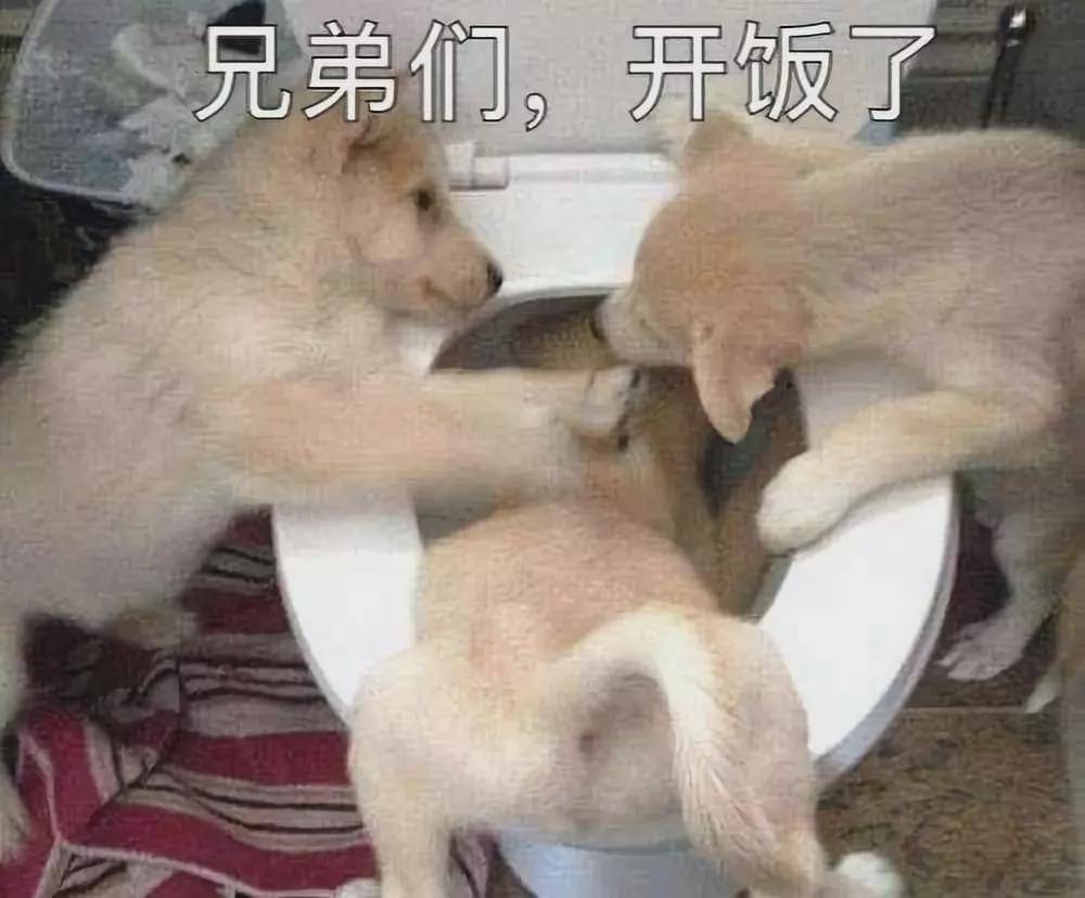 “我家狗老爱吃屎,我想扔掉它了......”