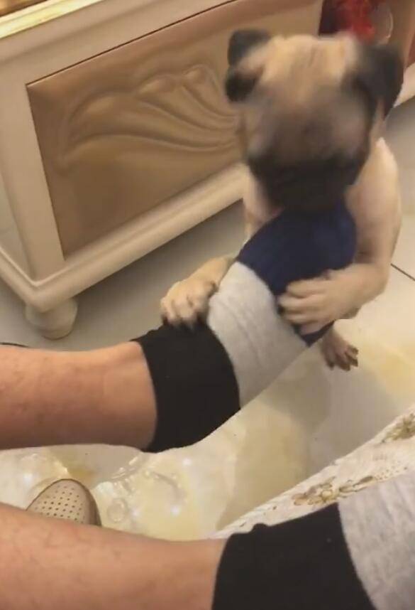 主人給狗聞臭襪子，狗狗忍耐幾秒就干嘔，之後棄腳而逃！ 萌趣萌寵 第2张