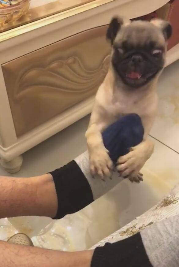 主人給狗聞臭襪子，狗狗忍耐幾秒就干嘔，之後棄腳而逃！ 萌趣萌寵 第3张