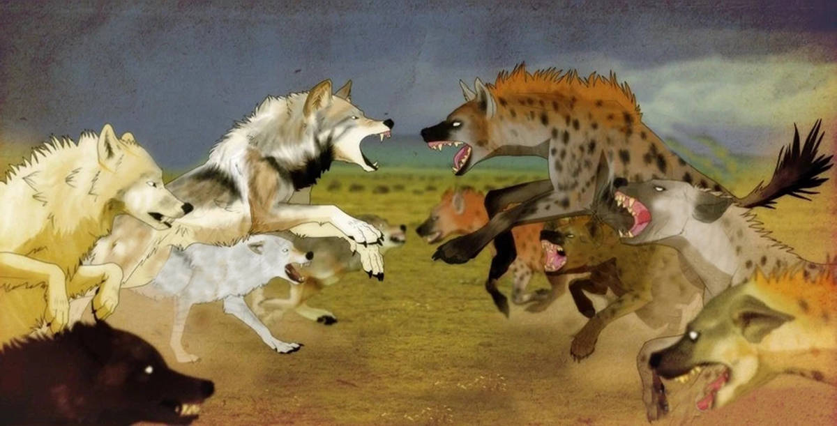 狭路相逢分析超过2米高的北美灰狼能否战胜非洲二哥斑鬣狗