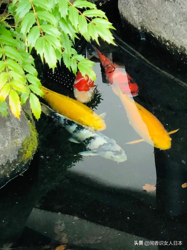 镰仓长谷寺,不仅有个起源的美丽传说,还是绣球花和红叶观赏名所