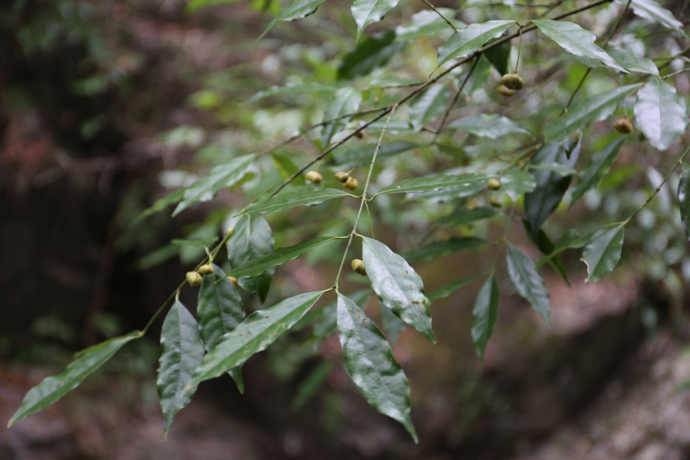 庆元植物1382卫矛科卫矛属大果卫矛