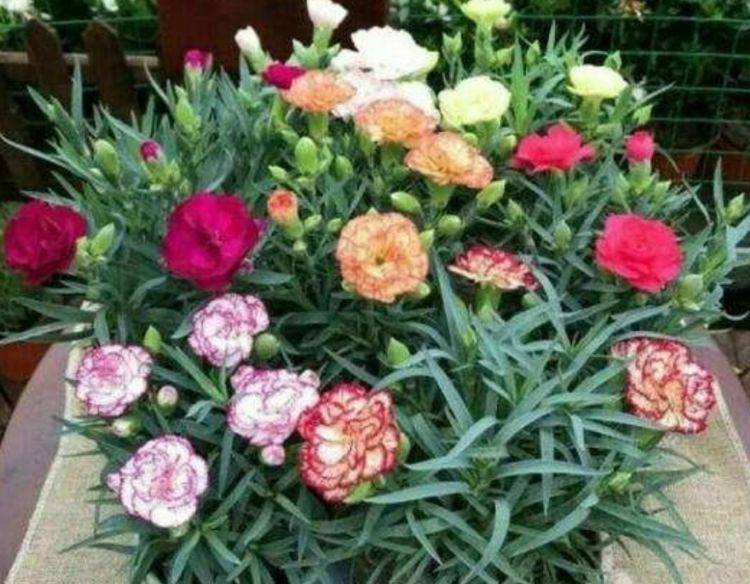 原创4种花适合夏天养开花爆盆花期长花期长随便一养成花海