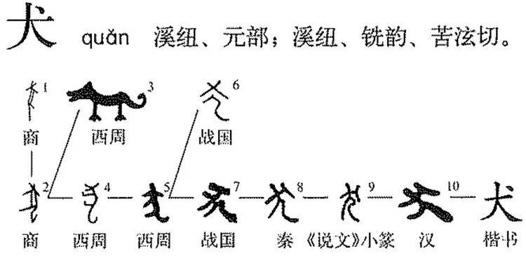 汉字中的犬和狗有什么区别 为什么自谦用 犬 骂人用 狗 体型