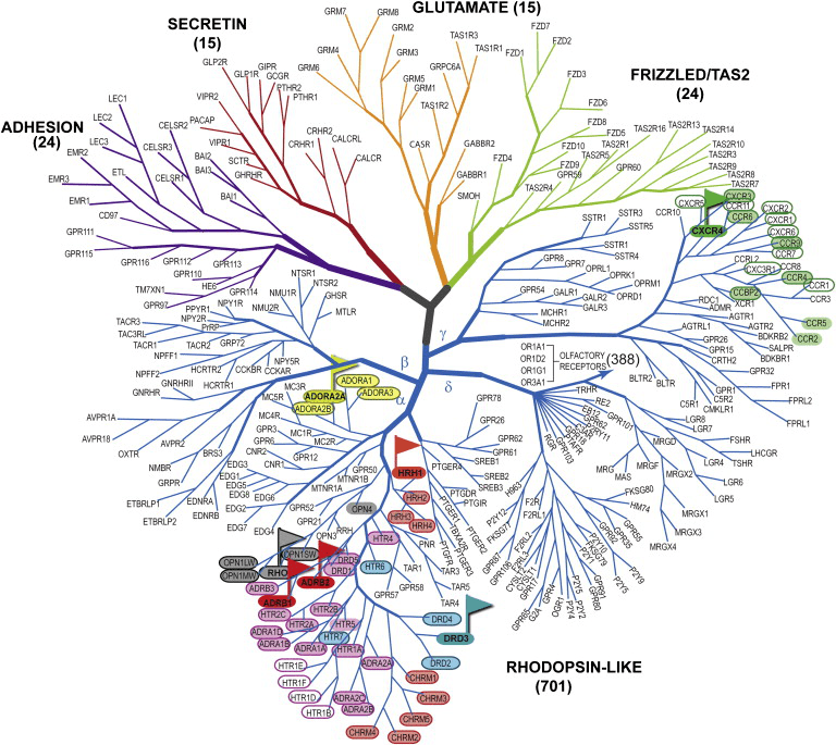 Gpcr 