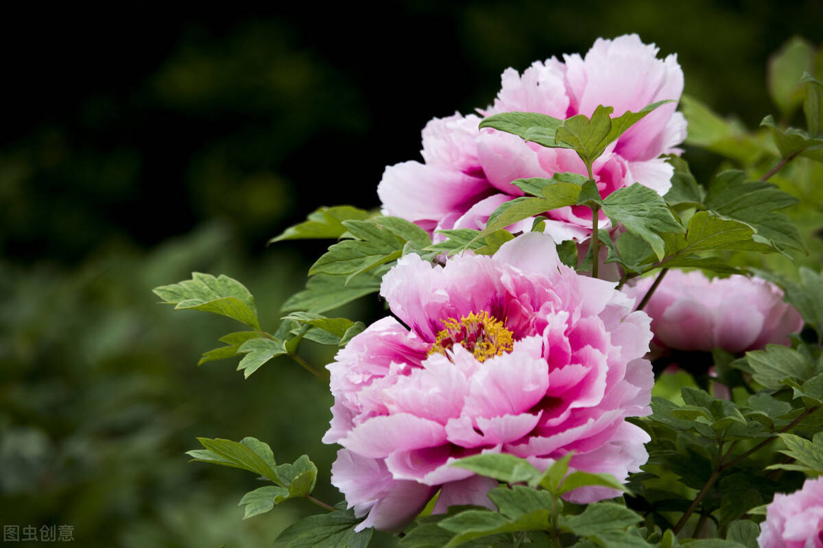 3种适合养在客厅的鲜花 十分大气 一起看看吧 牡丹