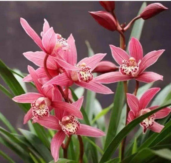 养花就养个花期长的,花大色艳,满屋飘香,比香水还好闻