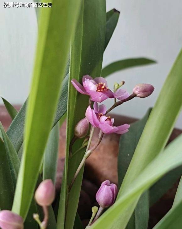 广东适合种什么兰花品种 f8b493593c60434094e31e969cc9875f.jpeg