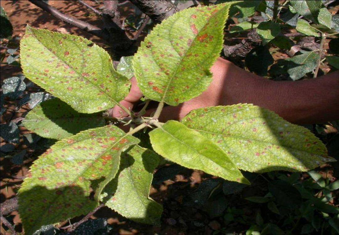 苹果斑点落叶病危害大抓住两个防治适期科学用药最有效