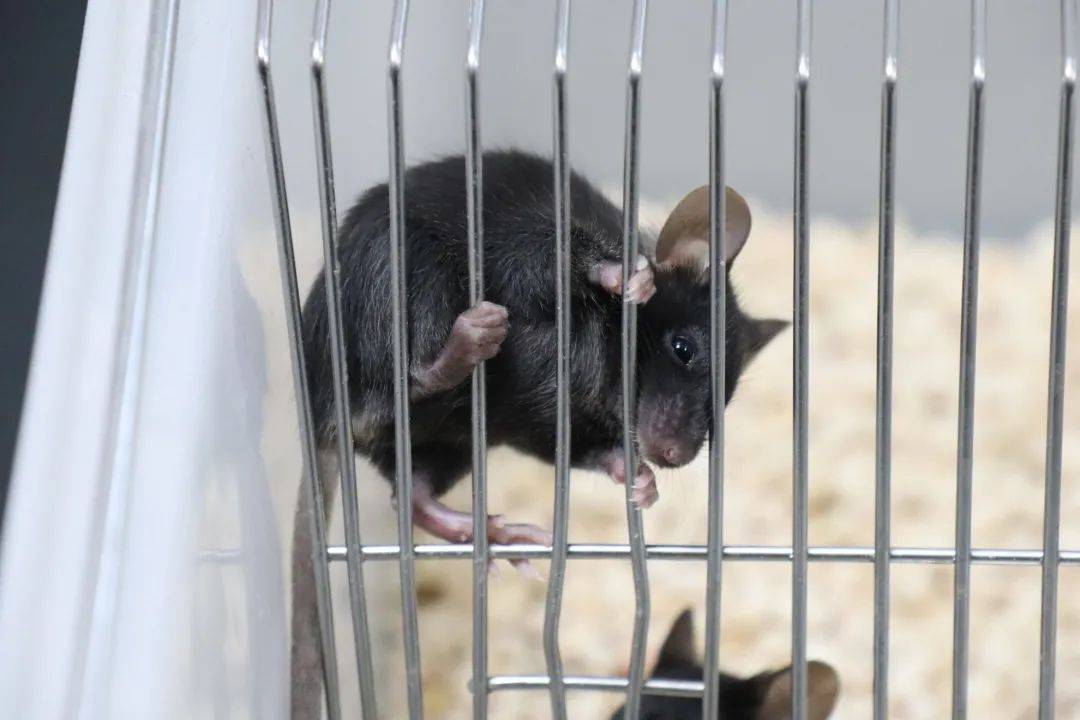 海尔国际细胞库取得新突破,首只克隆鼠诞生!