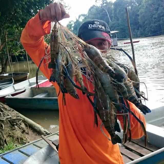 中国吃货最喜爱的大虾，在湄公河泛滥成灾，当地大虾可以吃到饱