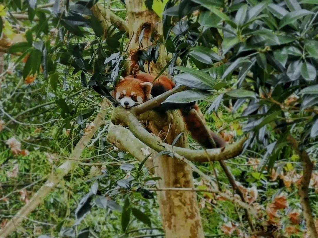 树上小熊猫装饰 ea6dbc6bf9df4d348c3d121c574cfa32.jpeg