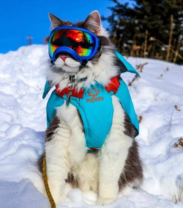 原创滑雪溜冰爬雪山加拿大的猫冬天都在勇闯天涯