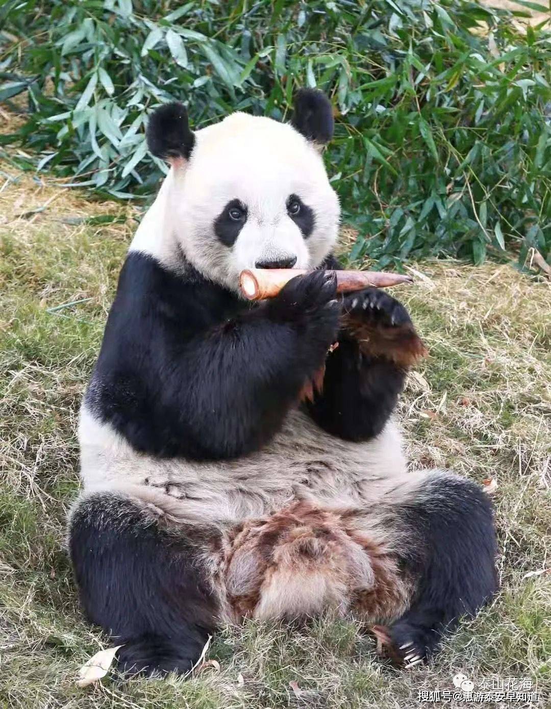 国宝大熊猫,萌宠小动物集结!来泰安这里满足你的少女心!