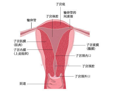 子宫体腔图片