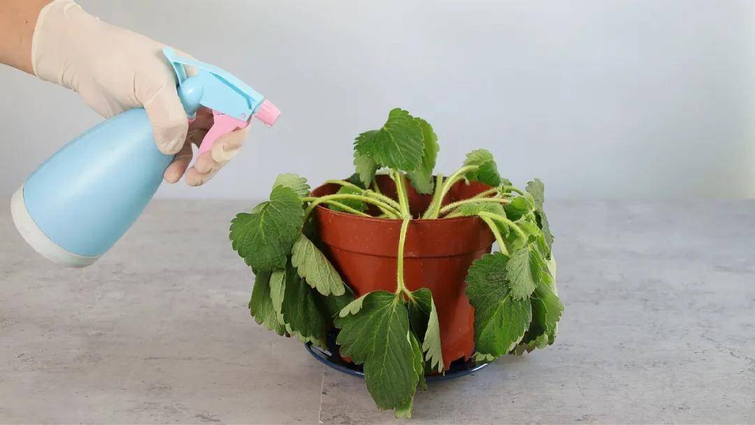 魔力科学小实验,萎蔫的盆栽不要扔,简单一招,复活只需两小时!