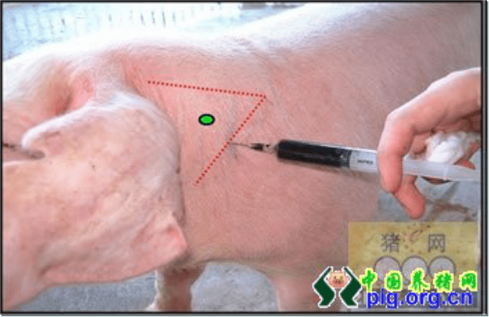 猪场针头正确的使用方法