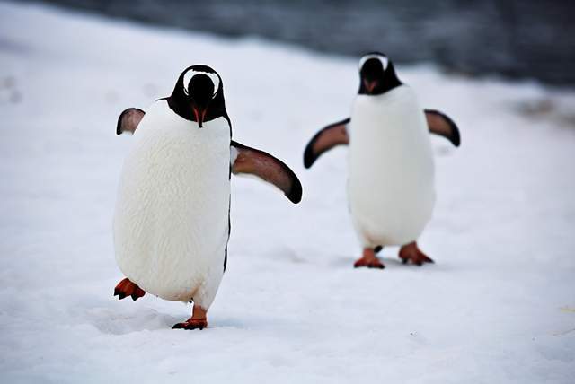 有的老人更像是企鹅一样,走路步伐很小总是小碎步地往前走