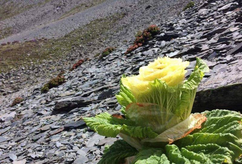 到西藏旅游：切记不能摘路边2米高的“大白菜”，摘了就麻烦了