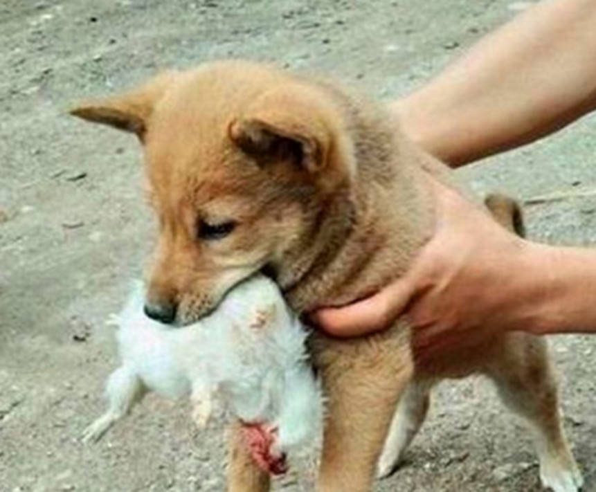 土狗咬耗子不比猫咪逊色,短短2月成为村霸,主人都为它自豪不已